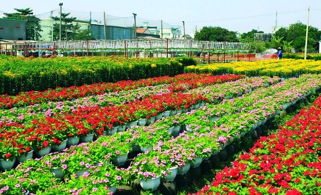 Du xuân tại làng hoa Sa Đéc Đồng Tháp có gì&nbsp;vui?